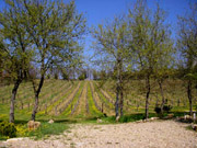 Ferienwohnung in Florenz: Der Weinberg des Ferienbauernhofs Podere Vignola